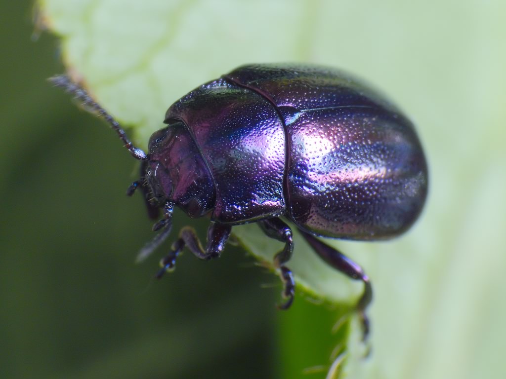 Chrysolina cerealis (Linnaeus, 1767)